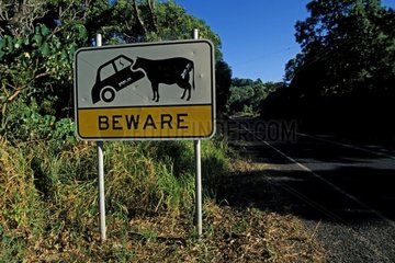 Panel preventing of the presence of cattle on the road