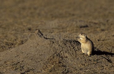 Prairie Dog eating out of burrow Grasslands National Park