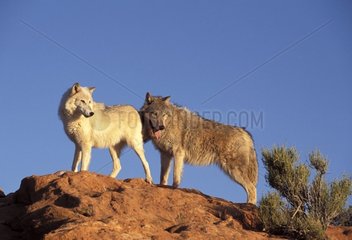 Couples wolves going on rock the USA