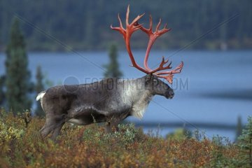 Caribou with bleeding antlers in autumn Alaska