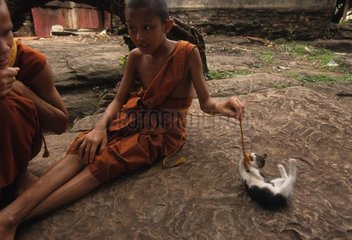 Chaton de gouttière jouant avec des jeunes moines Laos