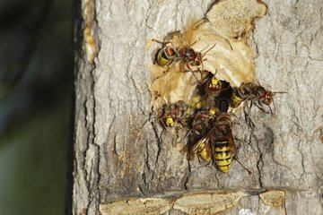 European hornet at the entry of nest in a trunk France