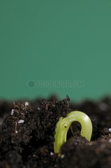 Germination of a Potiron squash 'Giraumon turban' seed