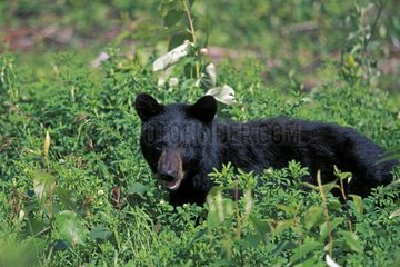 Ours noir couché dans une clairière forestière Canada