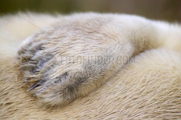 Fin of a young Grey seal in Donna Nook England