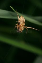 Female Spider suspended from its security thread Moeraske