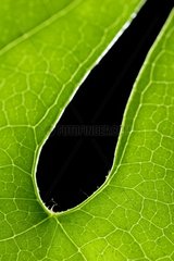 Detail of a backlighting leaf