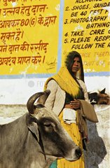 Frau und heilige Kuh in der StraÃŸe Pushkar Rajasthan Indien