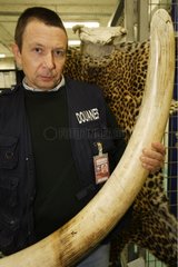 Seizure of a fraudulent hunting trophies to customs France