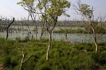 Marsh Dudhwa Nationalpark Uttar Pradesh India