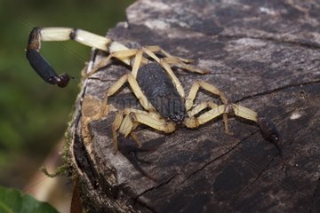 Scorpion Refuge Hacienda Barù Costa Rica