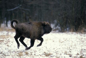 European Bison runing in clearing of Bialowieza forest
