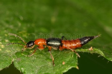 Rove Beetle Hofter Musschen reserve Brussels Belgium
