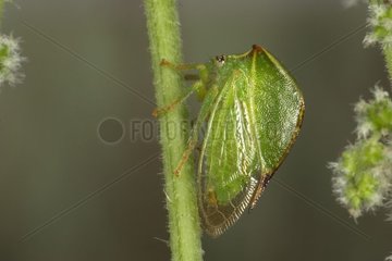 Cicada Ceresa France