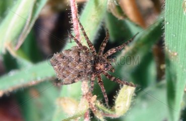 Wolf spider carrying its nymphs on back