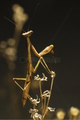 Mantid on a dry plant in a garden New Caledonia