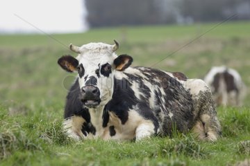 Normanische Kuh in einer Wiese in der Seine-Maritime