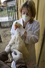 Vaccination d'une Oie contre le virus de la Grippe aviaire