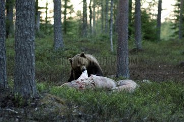 Brown bear eating a pig corpse Kainuu Finland