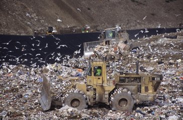 Seagulls around a bulldozer in a discharge France