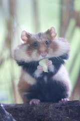 Common hamster eating - Alsace France