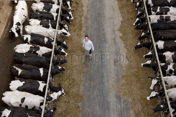 Holstein cows lined up in their crib Germany