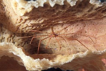 Spider Crab in a sponge balnche Mexico