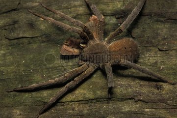 GroÃŸe haarige Spinne am Rinde Brasilien