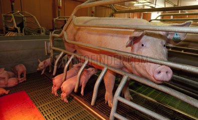 Sow and piglets in a pig farm France