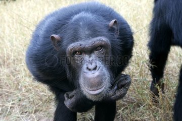 Curious chimpanzee Zambia