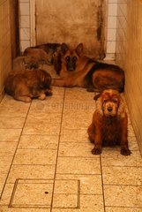 Group Dogs sheltering rain in a corridor France
