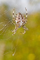Weaver Spider webt seinen Spinnnetz