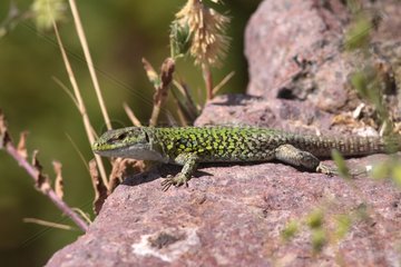 Bedriaga's Rock Lizard on rock Sardinia