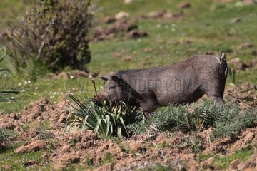 Breeding Swine outdoor Sardinia