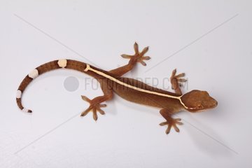 Lined Gecko on white background
