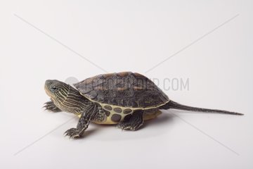 Chinese Stripe-necked Turtle on white background