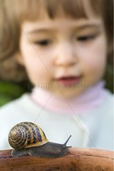 Girl looking at a Brown gardensnail on a pot France