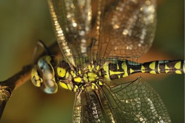 Southern Hawker twig on the edge of grove Aquitaine France