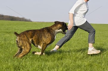 Boxer running in a meadow with its master France