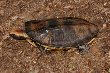 Twisted-neck Turtle walking Guyana