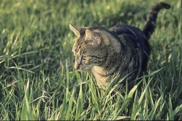 Katze mit der Montage im Gras Frankreich [at]