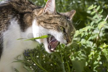 Tigray and white Cat purging himself with herb France