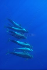 A cluster of pilot whales descending into the blue