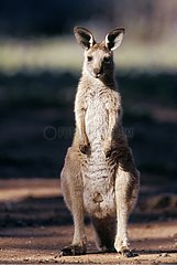 Portrait of Eastern Grey Kangaroo Warrumbungle National Park