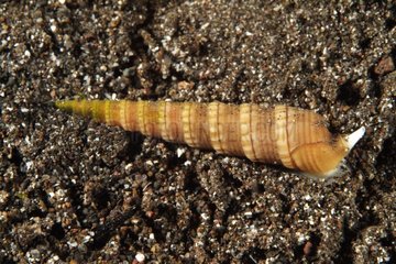 Auger snail Indonesia