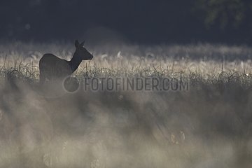 Roe Deer careful in a meadow in the morning mist