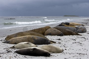 Northern elephant seals resting in Falkland Islands