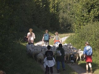 Transhumance von 'Ile-de-France' -Sheeps in der Jura Frankreich