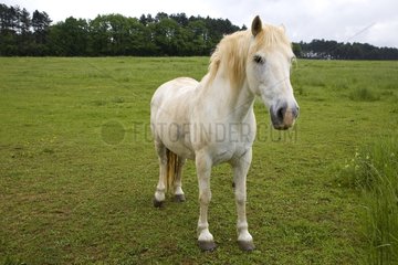 Portrait of a white Horse in a meadow Bourgogne France