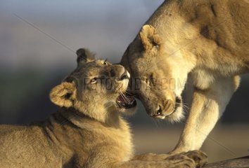 Lionne et son lionceau jouant Masaï Mara Kenya